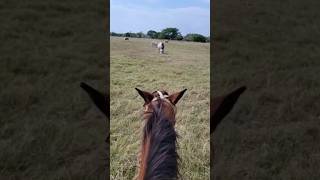 Exploring La Pastoria: Parrots, Mangos, and Some More Horseback Riding. #parrots ##nature #Magos