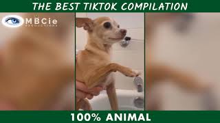 BETISIER ANIMAUX 2021 : Ce chien fait sa star BEST TIKTOK FUNNY ANIMAL POPULAR VIDEO COMPILATION