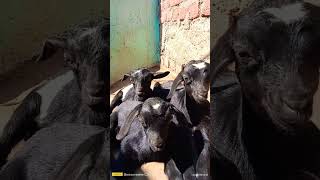 KID'S BLACK GOATS #farming  #farmer  #kisaan#ytshorts