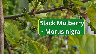 Black Mulberry - Morus nigra