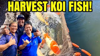 How they Harvest BIG KOI Fish in Hawaii *Kodama Koi Farm