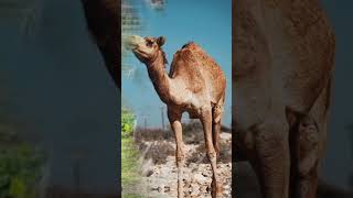 Camel /Onta