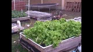 Fall Garden 2014 part 3