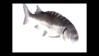 Spinning fish meme 😯