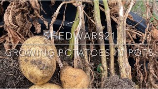 SHEDWARS21: Growing potatoes in pots | couple of handy tips and weigh in!!