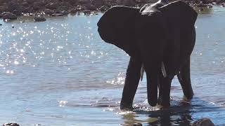 A thirsty  Elephant joyfully finds drinking water in the National Park Namibia