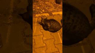 🍗🍖Homeless cats and hedgehog eating raw meat #turkey #antalya