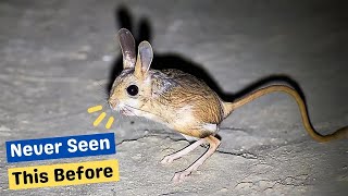 Top 10 Underground Animals That You Have Never Seen Before