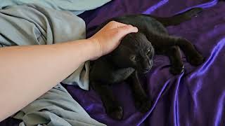 Foster Kitten Zelda Absorbs the Power of Foster Parent During Massage Session [REAL]