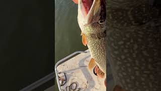 NEW PERSONAL BEST NORTHERN PIKE!!!