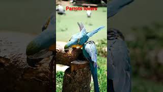 Parrots Nice meeting. #shorts, #world ,#viral, #parrot #birds