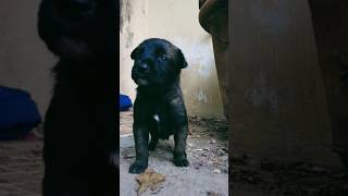 A sus 3 semanas estos cachorritos Pastor Belga Malinois muestran su apego genético hacia los niños.