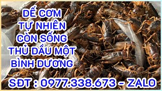 Bán Dế Cơm Tự Nhiên Còn Sống Thủ Dầu Một Bình Dương 0977.338.673 - Zalo