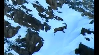 turgayttt, incredible ibex jump, dağ keçisi, bezoar ibex hunting , wunderful ibex,