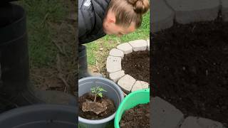 Transplanting a Mission Fig Tree 🌱#shorts #figtree #gardening