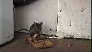 Christmas Mousetrap