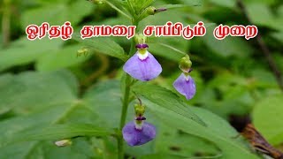 ஓரிதழ் தாமரை சாப்பிடும் முறை |How To use Orithal Thamarai | Hybanthus | Siththrkal Ulagam