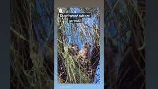 baby great horned owls! #owl #greathornedowl #owls #tucson