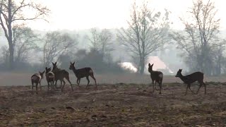 Sarny na Polu - Dzika Przyroda w Polsce - Stado Saren