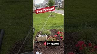 BEST Above Ground Irrigation Solution #shorts