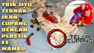 TRIK MENGAWINKAN IKAN CUPANG || BUDIDAYA IKAN CUPANG RED NEMO MULTICOLOR VS NEMO CANDY