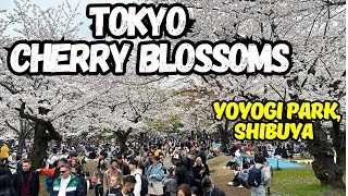 "Cherry Blossoms Tokyo 2024: Yoyogi Park Sakura Viewing "? #yoyogipark #japantravel #tokyo #sakura