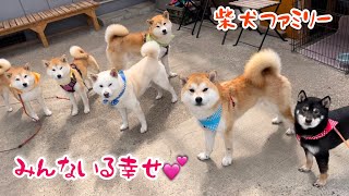 嬉しいと常に甘えに来る末っ子巨体柴犬が可愛い