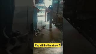 Barking contest between 2 dogs. #shorts #funnyanimals #AutoTechVlog