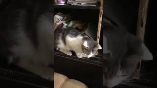 What is she doning #funny #cute#cat#shorts