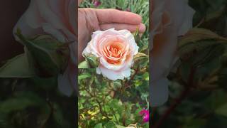 The first bloom on my rescued Rose has opened