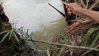 Spot idaman pemancing!! banyak udang babon di sungai kecil!!|