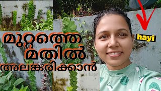 💚വീടിനു ഭംഗി കൂട്ടാൻ💚#hayi #krishnaarun #gardeningvideos