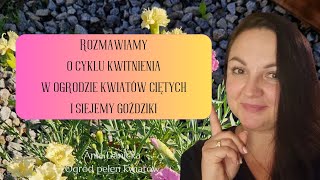 Rozmawiamy o ciągłości kwitnienia kwiatów w ogrodzie kwiatów ciętych. Siejemy goździki jednoroczne.