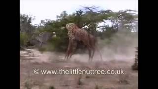 Giraffe Fighting Championship