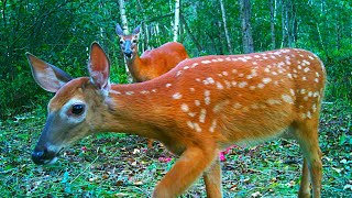 White-Tailed Deer With Spypoint Flex