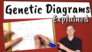 Genetic Diagrams Explained