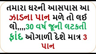 આ ઝાડના પાન મળે તો લઈ લો,30 વર્ષ જૂની લટકતી ફાંદ ઓગાળી દેશે માત્ર 3 પાન| weight loss drink foodshiva