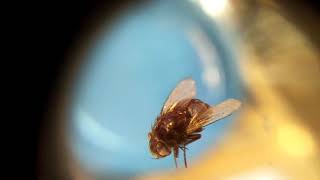 Fly with no Eyes - Micro Zoom Lens Video #overlukk