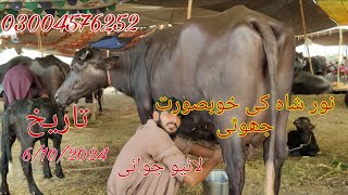 Nur shah ki top buffalo for sale Okara Animal Tv 03004576252.6/10/2024. لوکیشن نور شاہ گیمبر منڈی