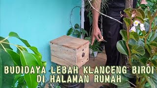 BUDIDAYA LEBAH KLANCENG BIROI DI HALAMAN RUMAH #koleksibaru