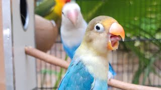 Green fischer, blue love birds daily routine,3 lovebirds in a cage live,personata green blue parrot