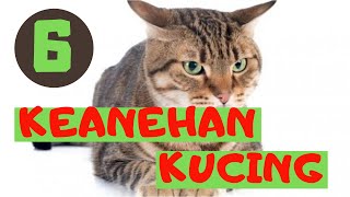 Ternyata ini...!!! 6 Keanehan Kucing yang Belum Kalian Ketahui