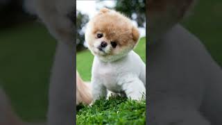 EXPECTATIVA DE VIDA - SPITZ ALEMÃO ANÃO #shorts #short #curiosidades #dogs