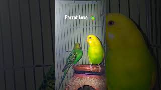 Parrot 🐦🦜 // love each other#viral #viralshorts