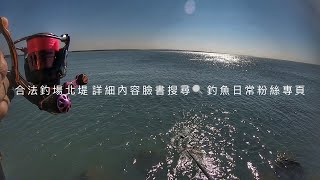 磯釣 北堤再次開放 肥美的黑鯛季節