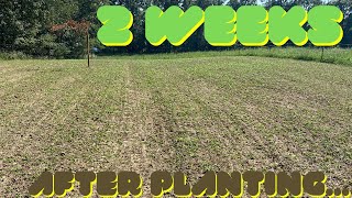 Perfect Seedbed Food Plot Update | 2 Weeks Post Planting