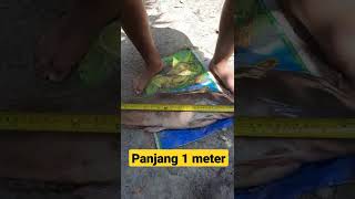 ikan lele panjang 1 meter #shorts