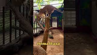 #animalworld | The home of orphan animals | Hemalkasa | #spreadtheword | #short | #naturalwonder