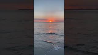 Canguros en la playa con arena más blanca del mundo | Jervis Bay, Australia #Shorts