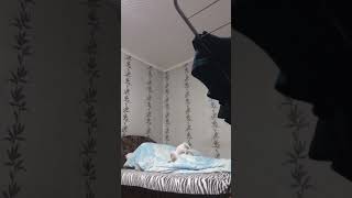 Котёнок Алиса☺️ Архивное видео #кошки #cat #бездомныйкот #глухаякошка #deafcat #котики #котейка